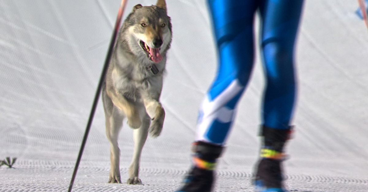 Local dog makes unexpected Olympic bid at Milano Cortina 2026 with photo finish