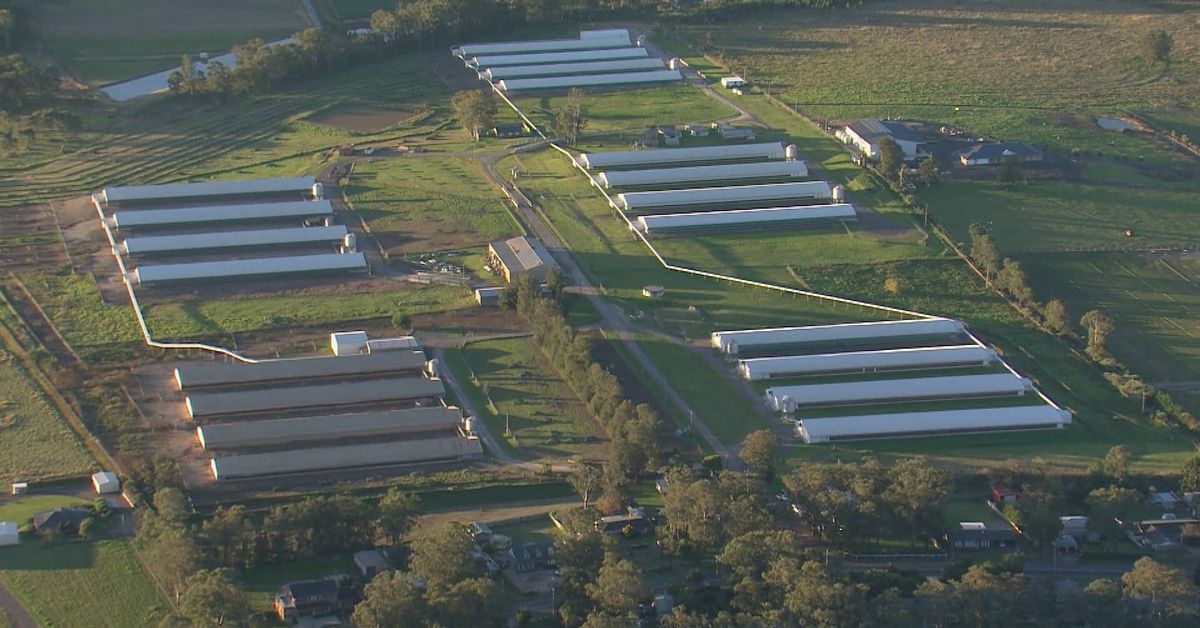 Bird flu detected at second commercial egg farm in Sydney’s Hawkesbury