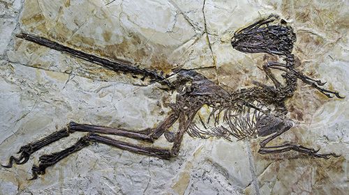 Velociraptor's terrifying winged ancestor discovered in China