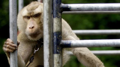 A working monkey rides on the back of a pickup truck while heading to a coconut plantation in Chumphon province, in southern Thailand.