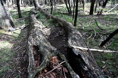 Mrs Ristevski's body was found between these two fallen trees in Macedon Regional Park. Picture: AAP