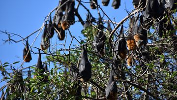 A new type of Hendra virus has been found in flying foxes by CSIRO scientists. 