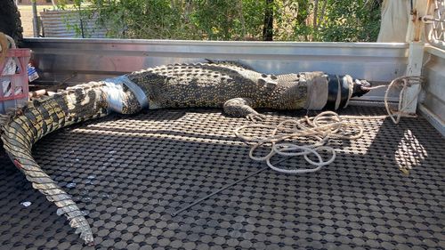Crocodile removed from Dundee Beach Holiday Park