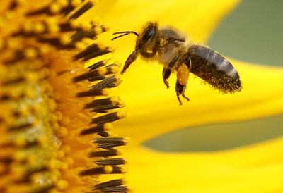 3. Bee pollen
