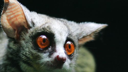 The high-jumping abilities of the galago, or bush baby, inspired the robot. (AAP)