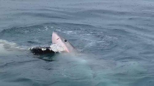 A fisherman has captured incredible footage of a great white shark feeding on a dead whale off South Australia's Eyre Peninsula.﻿