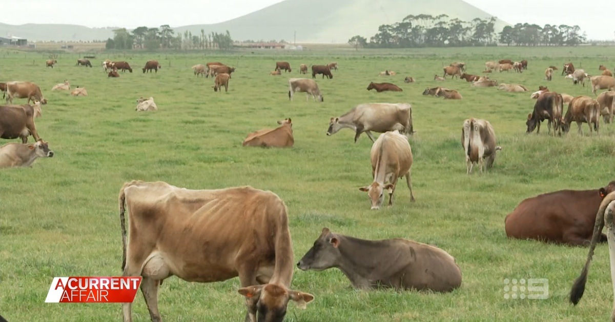 A Current Affair Victorian farmers losing 20c a litre on milk as