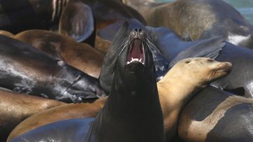 Sea-lions overrun tourist hotspot in search of massive anchovy feast