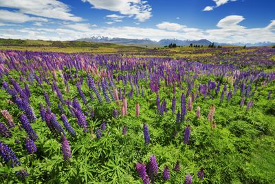 <strong>Meadow
of Lupins,&nbsp;Mackenzie region</strong>