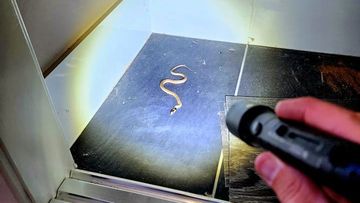 This baby eastern brown snake sparked a long search at a Queensland home.