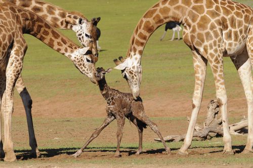 Kinky, one of the giraffes at Monarto Zoo, SA has given birth to a baby calf, helping strengthen numbers for the struggling breed.