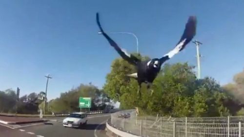 A Queensland cyclist has captured footage of a relentless magpie attack.