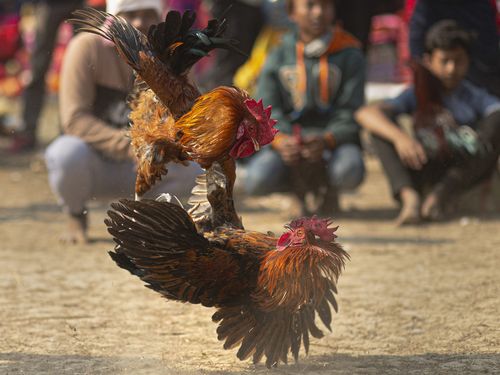 Man killed by blade-wielding rooster during illegal cockfight