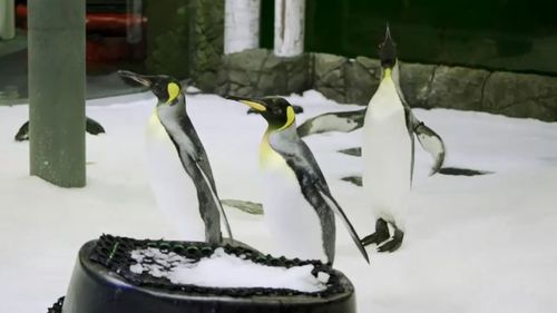 The king and gentoo penguins were welcomed with bubbles and fishy treats. (Supplied)