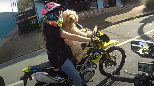 ï»¿A woman has been fined for riding a motorbike with a dog strapped to her chest in a Temu harï»¿ness on Queensland's Sunshine Coast. 