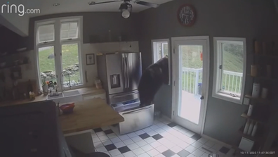 BEAR BREAKS INTO HOME AND STEALS LASAGNA