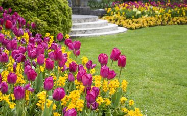 Spring garden with tulips