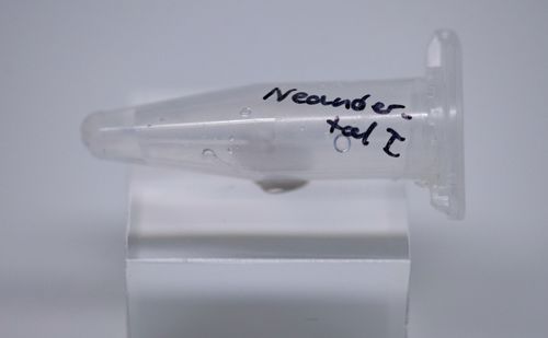 A tube containing the DNA of the Neanderthal man can be seen in the State Museum of Archaeology in Chemnitz. Under the motto "2 million years of migration", the Landesmuseum is showing a special exhibition on the subject of migration from 1 May to 14 July 2019. In the show, visitors can discover how people spread from Africa. 
