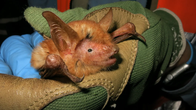 Myotis nimbaensis