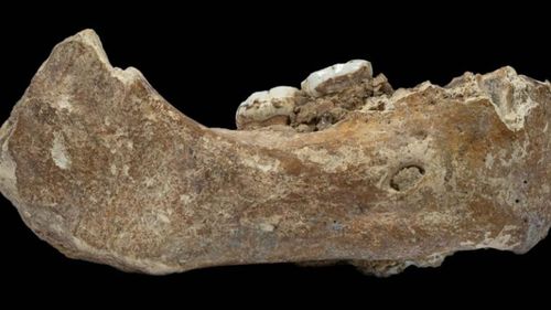 The jawbone fossil has two very large molar teeth similar to Denisovans. (Dongju Zhang, Lanzhou University)