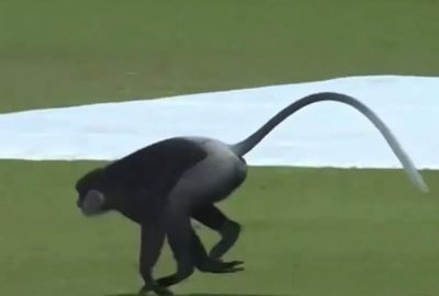<b>The First Test between Sri Lanka and India in Galle has been halted briefly by a pitch invader – with a difference. </b><br/><br/>With Sri Lanka at 263-6, a monkey made its way onto the seaside ground - with the Indian team keeping a safe distance - before the primate trotted off and allowed play to resume.<br/><br/>Click through to check out one of the more welcome pitch invaders in recent times and some of sport's most beloved animals, including the Anfield cat.  <br/>
