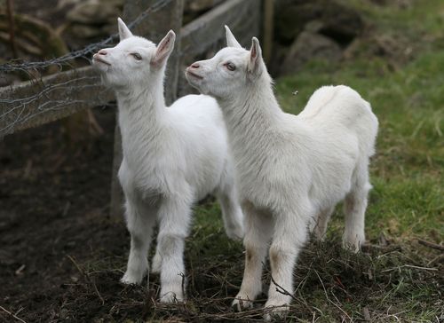 Geep This and That are believed to be the hybrid offspring of female goat Daisy and a Cheviot ram. (AAP)