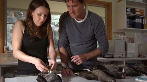 Dr Jennifer Lavers of University of Tasmania cuts open dead seabirds on Australia's Lord Howe Island, finding each animal's stomach full of deadly plastic. (United Nations)