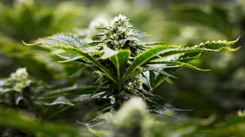 Medicinal cannabis could be grown in Australia under draft legislation