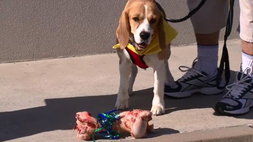 Snoopy the beagle. (9NEWS)