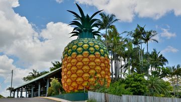 Woombye, Queensland, Australia - December 17, 2017. 16m-high Big Pineapple in Woombye, with buildings and vegetation.