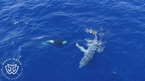 The young humpback whale was tangled in ropes in Bremer Bay. 