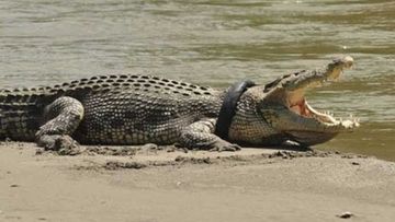 The crocodile with a tyre around his neck.