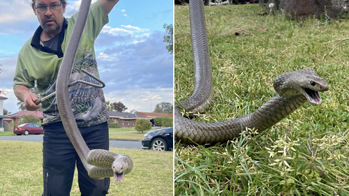 The massive brown snake was safely removed from a West Hoxton property in early October - the start of snake season.