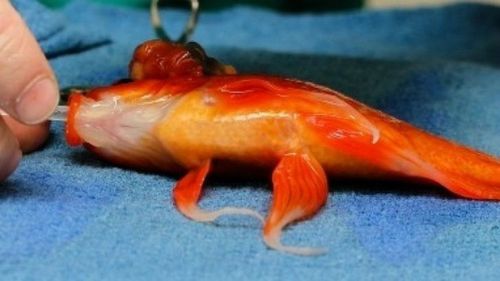 George the goldfish will swim again after lifesaving procedure
