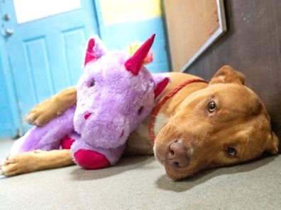 Sisu with his unicorn toy best mate.