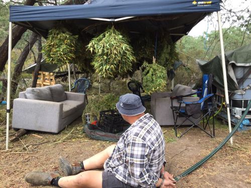 Two older men aged 41 and 72 were also arrested during the cannabis seizure. (NSW Police)