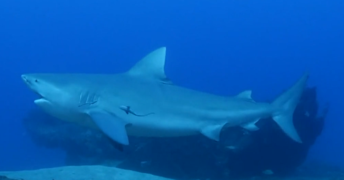 Why US researchers are putting cameras on great white sharks