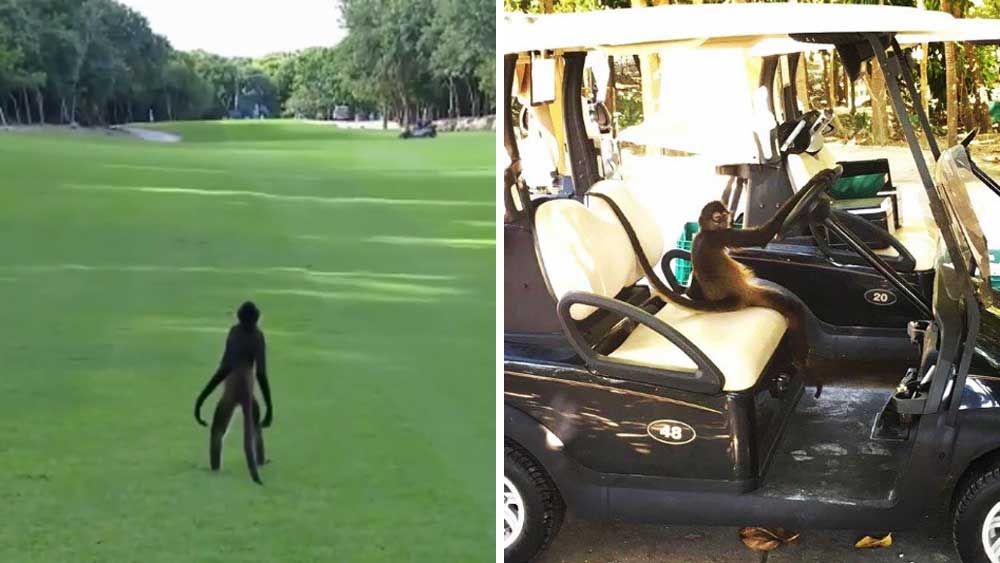 Golf: Fairway invader gets best view on the PGA Tour