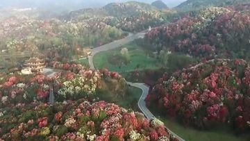 The scenic spot, covering a distance of around 130 square kilometres, is home to the world's largest primeval azalea forest. (AP)