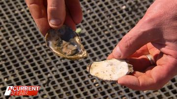 Deadly disease devastates NSW oyster farms