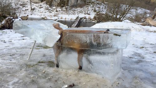 Fox found frozen in ice during Europe's icy winter
