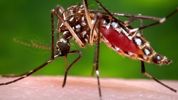 A female Aedes aegypti mosquito.  Aedes aegypti mosquitoes are the main vectors of dengue.