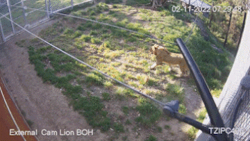 Lions escape looper