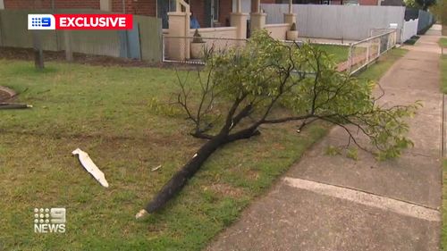Police are hunting for the man who stole the car responsible for mowing down a tree in Adelaide during a chase.
