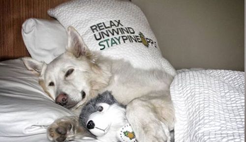 Unlike Australia, America and Canada have many dog-friendly hotels only too keen to welcome canines like Mya.