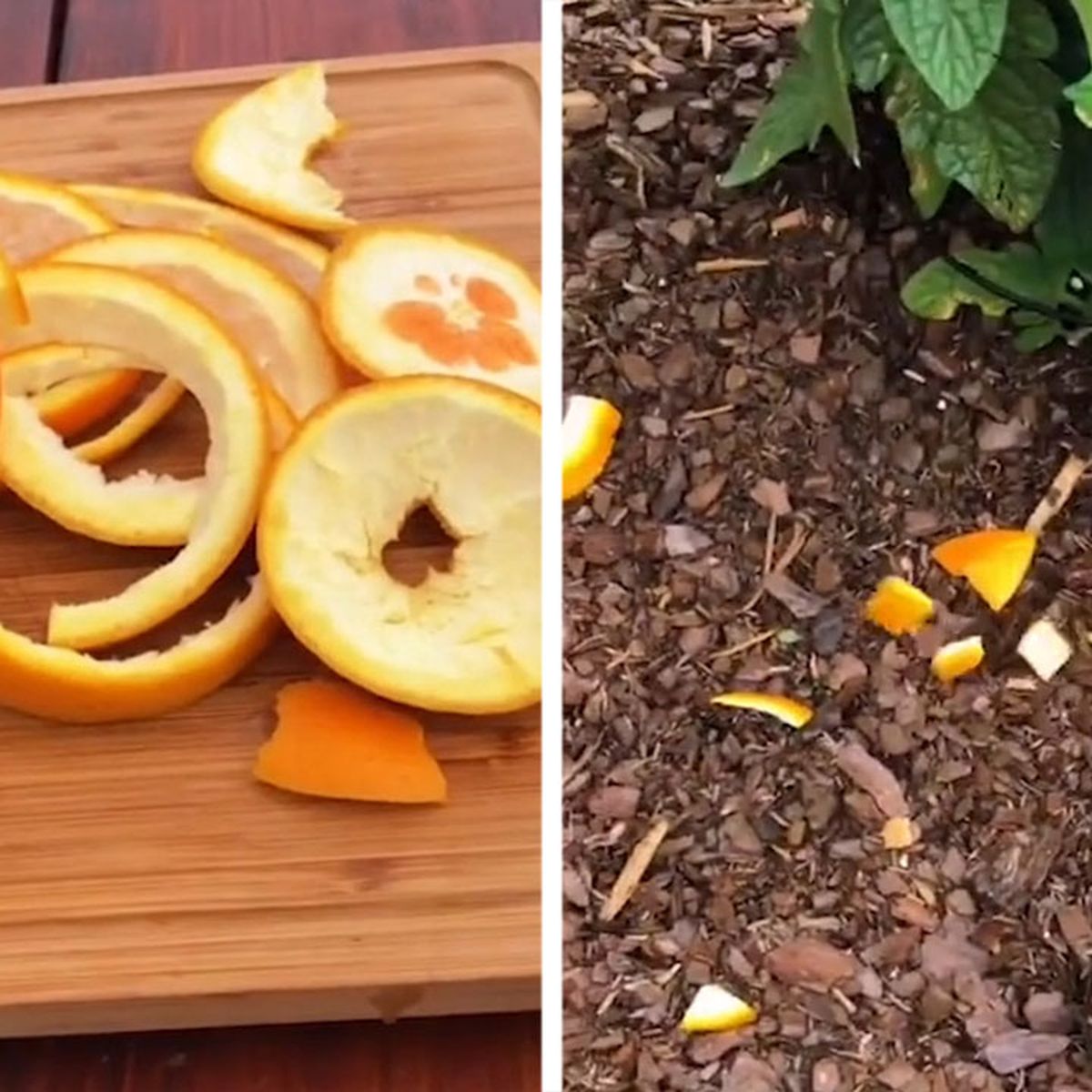 Using orange peel to deter pests – an organic way to regain control over  your garden, Lifestyle