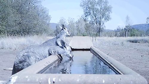 A NSW farmer installed a camera at his water trough.