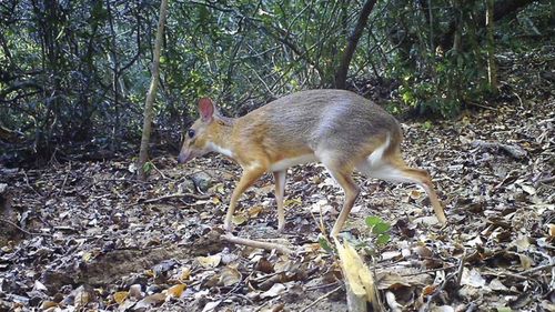 The silver-backed chevrotain is the size of a rabbit, but has hooves and fangs.