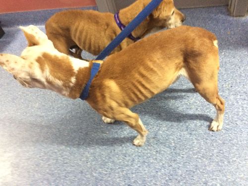 The two dogs were found to be in an emaciated condition. 