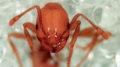 Tropical Fire Ant